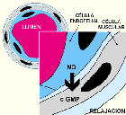 Anticoagulación en la hipertensión pulmonar